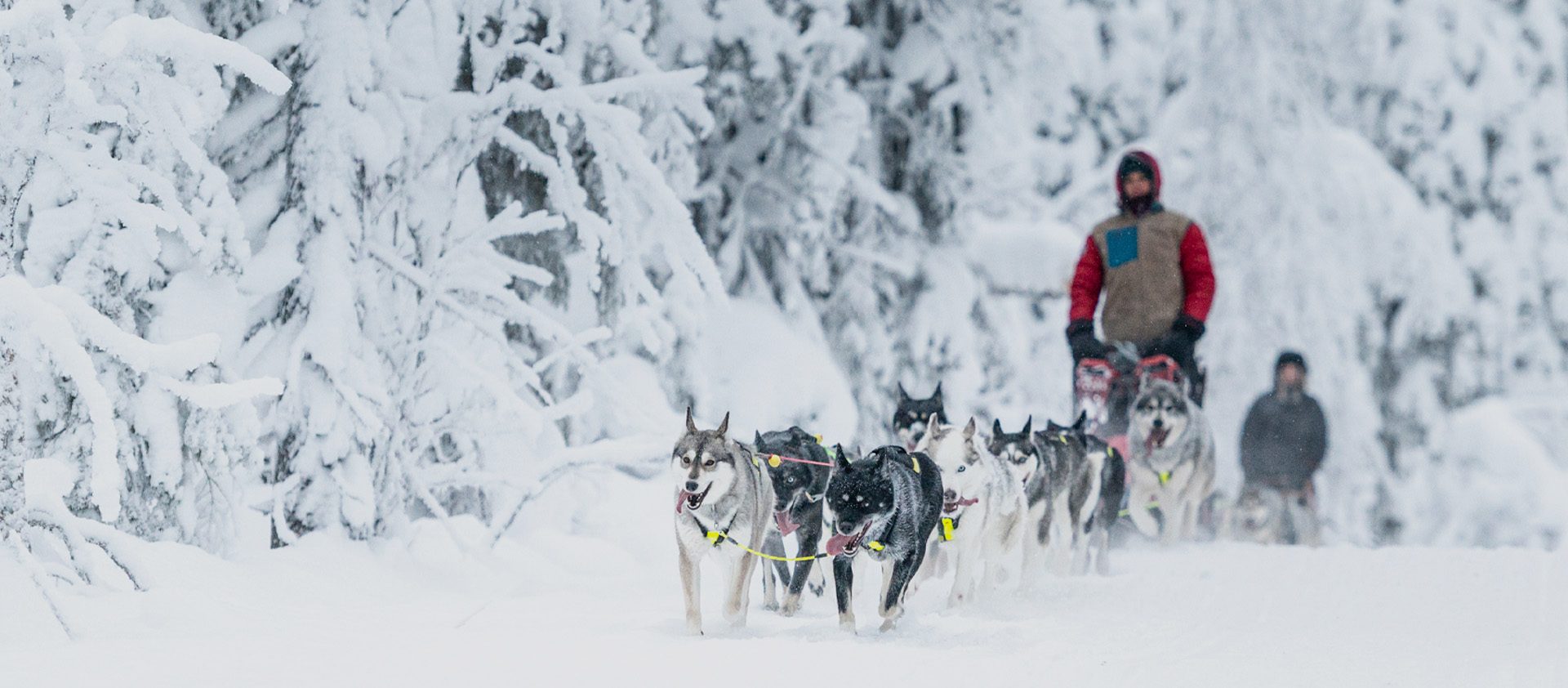 best tour operator for lapland holidays