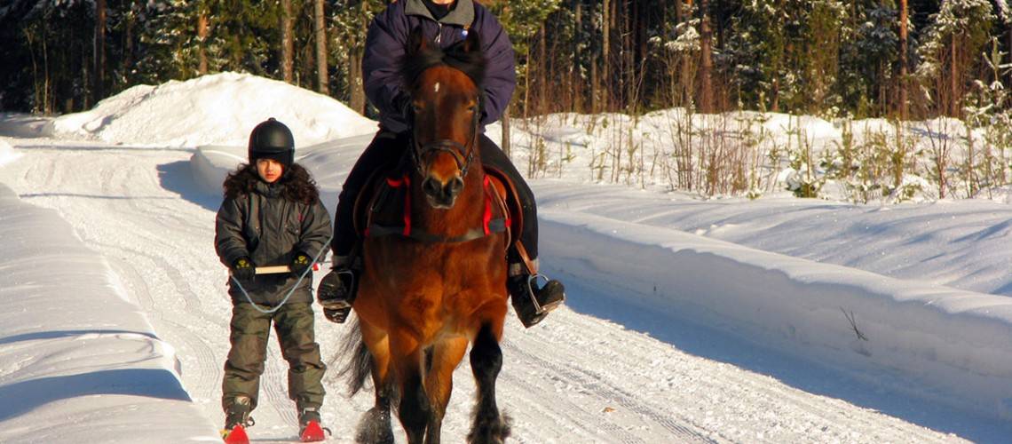 Skijoring behind a horse Swedish Lapland