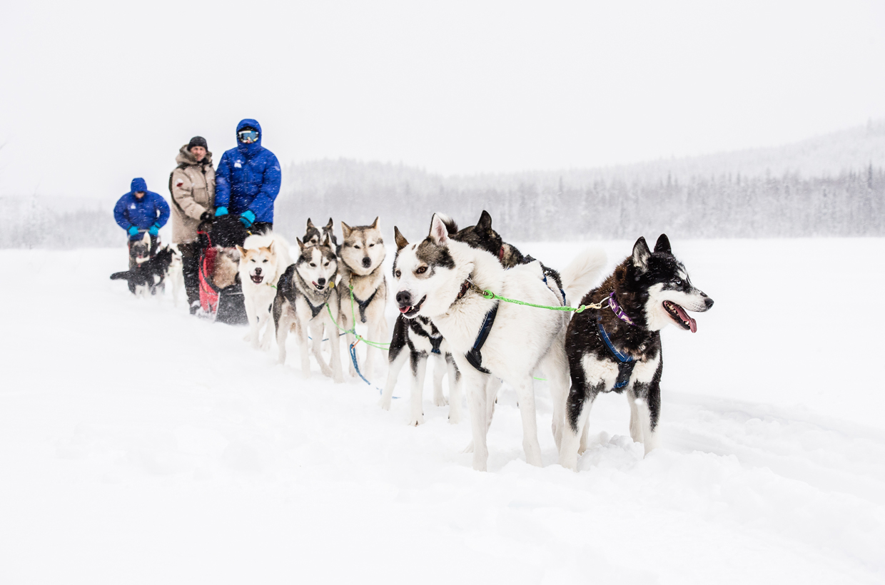 First time dog sledding – Swedish Lapland