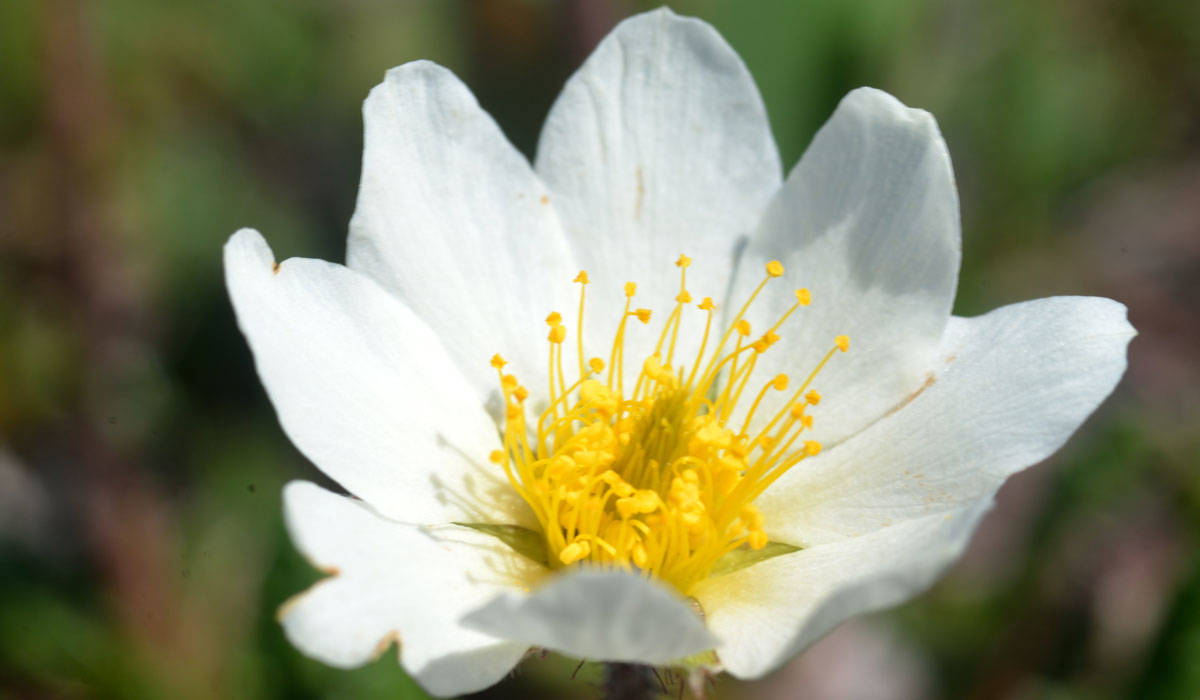 A guide to the mountain flora in Swedish Lapland