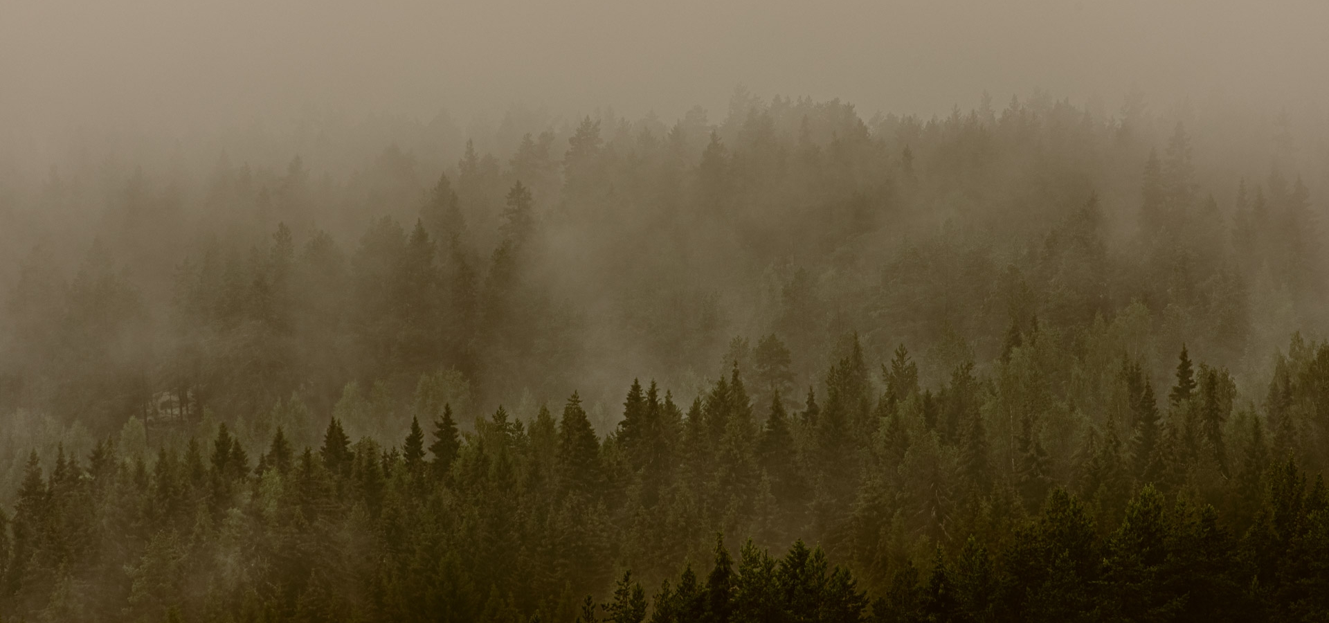 woods, skog, forest, ted logart, 1920 x 1080