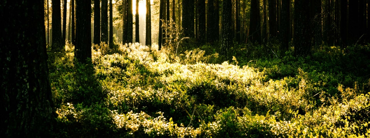 ted logart, skog, woods, forest, 1920 x 720